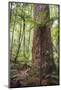 Fern and Kauri Tree, Waipoua Kauri Forest, Northland Region, North Island, New Zealand, Pacific-Matthew Williams-Ellis-Mounted Photographic Print