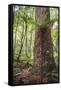 Fern and Kauri Tree, Waipoua Kauri Forest, Northland Region, North Island, New Zealand, Pacific-Matthew Williams-Ellis-Framed Stretched Canvas