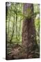 Fern and Kauri Tree, Waipoua Kauri Forest, Northland Region, North Island, New Zealand, Pacific-Matthew Williams-Ellis-Stretched Canvas