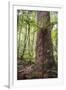 Fern and Kauri Tree, Waipoua Kauri Forest, Northland Region, North Island, New Zealand, Pacific-Matthew Williams-Ellis-Framed Photographic Print