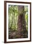 Fern and Kauri Tree, Waipoua Kauri Forest, Northland Region, North Island, New Zealand, Pacific-Matthew Williams-Ellis-Framed Photographic Print