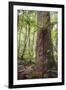 Fern and Kauri Tree, Waipoua Kauri Forest, Northland Region, North Island, New Zealand, Pacific-Matthew Williams-Ellis-Framed Photographic Print