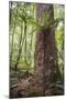 Fern and Kauri Tree, Waipoua Kauri Forest, Northland Region, North Island, New Zealand, Pacific-Matthew Williams-Ellis-Mounted Photographic Print