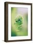 Fern, blur-Jule Leibnitz-Framed Photographic Print