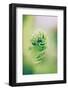 Fern, blur-Jule Leibnitz-Framed Photographic Print