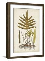 Fern Botanical I-Vision Studio-Framed Art Print