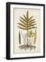 Fern Botanical I-Vision Studio-Framed Art Print