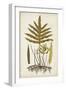 Fern Botanical I-Vision Studio-Framed Art Print