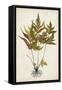 Fern Botanical II-Vision Studio-Framed Stretched Canvas