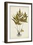 Fern Botanical II-Vision Studio-Framed Art Print