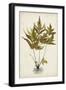 Fern Botanical II-Vision Studio-Framed Art Print