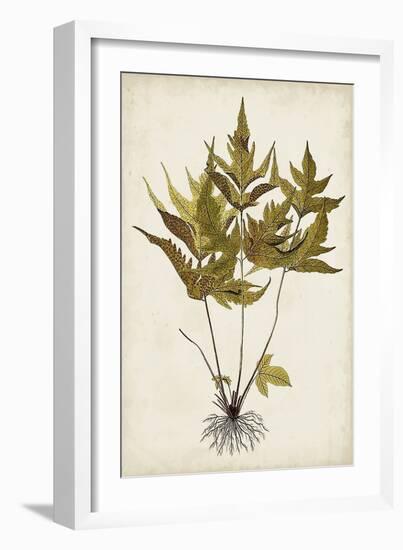 Fern Botanical II-Vision Studio-Framed Art Print