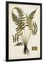 Fern Botanical IV-Vision Studio-Framed Art Print