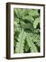 Fern, Bracken-Sweet Ink-Framed Photographic Print