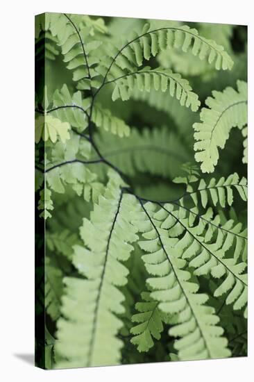 Fern, Bracken-Sweet Ink-Stretched Canvas