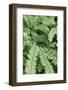 Fern, Bracken-Sweet Ink-Framed Photographic Print