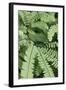 Fern, Bracken-Sweet Ink-Framed Photographic Print