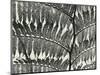 Fern, California, 1956-Brett Weston-Mounted Photographic Print