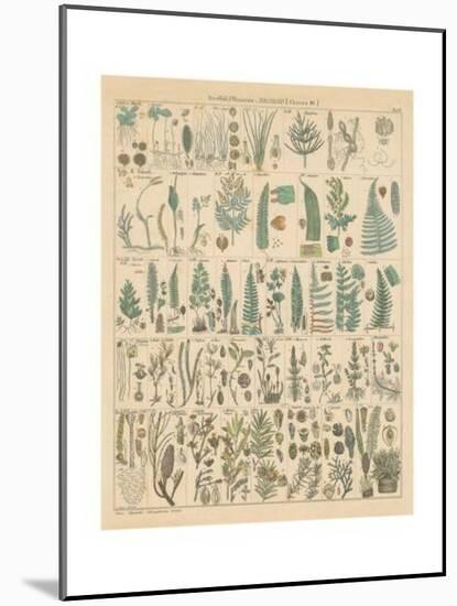 Fern Chart-Wild Apple Portfolio-Mounted Art Print