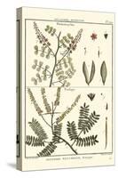 Fern Classification II-Denis Diderot-Stretched Canvas