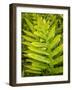 Fern Examination I-Danny Head-Framed Photographic Print