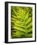 Fern Examination I-Danny Head-Framed Photographic Print