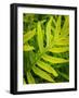 Fern Examination II-Danny Head-Framed Photographic Print