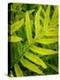 Fern Examination II-Danny Head-Stretched Canvas