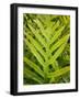 Fern Examination III-Danny Head-Framed Photographic Print