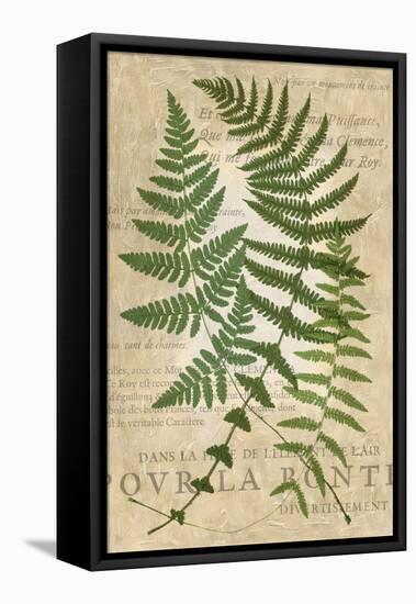 Fern Folio I-Vision Studio-Framed Stretched Canvas