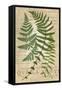 Fern Folio I-Vision Studio-Framed Stretched Canvas