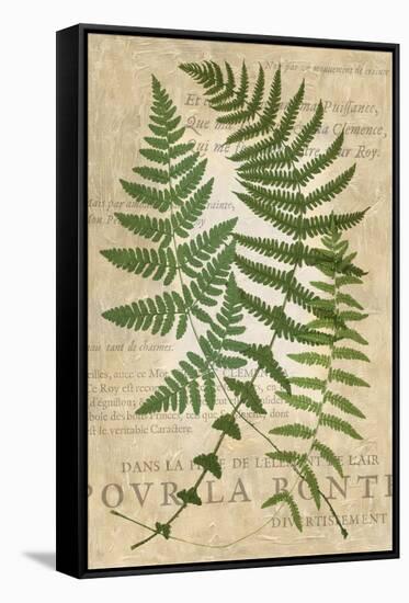 Fern Folio I-Vision Studio-Framed Stretched Canvas