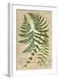 Fern Folio I-Vision Studio-Framed Art Print