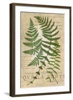 Fern Folio I-Vision Studio-Framed Art Print