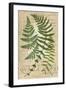 Fern Folio I-Vision Studio-Framed Art Print