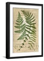 Fern Folio I-Vision Studio-Framed Art Print