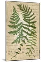 Fern Folio I-Vision Studio-Mounted Art Print