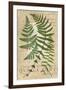 Fern Folio I-Vision Studio-Framed Art Print