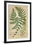 Fern Folio I-Vision Studio-Framed Art Print