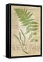 Fern Folio II-Vision Studio-Framed Stretched Canvas