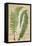 Fern Folio III-Vision Studio-Framed Stretched Canvas