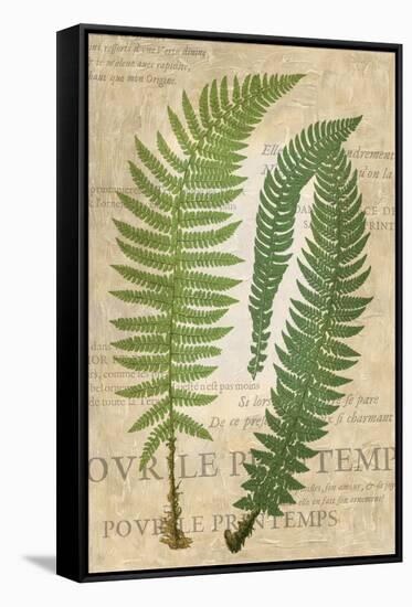 Fern Folio III-Vision Studio-Framed Stretched Canvas