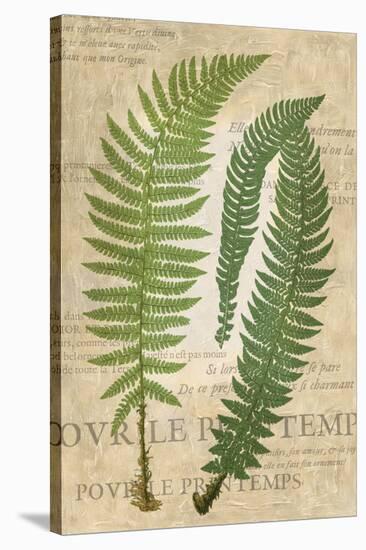 Fern Folio III-Vision Studio-Stretched Canvas