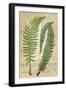 Fern Folio III-Vision Studio-Framed Premium Giclee Print