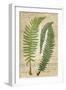 Fern Folio III-Vision Studio-Framed Premium Giclee Print