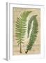 Fern Folio III-Vision Studio-Framed Art Print