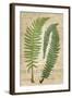 Fern Folio III-Vision Studio-Framed Art Print