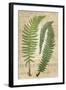 Fern Folio III-Vision Studio-Framed Art Print