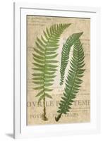 Fern Folio III-Vision Studio-Framed Art Print