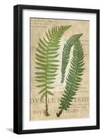 Fern Folio III-Vision Studio-Framed Art Print